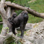 Gorillas, einmal nicht im Nebel (Foto: CALL Magazine/Roland Unger)