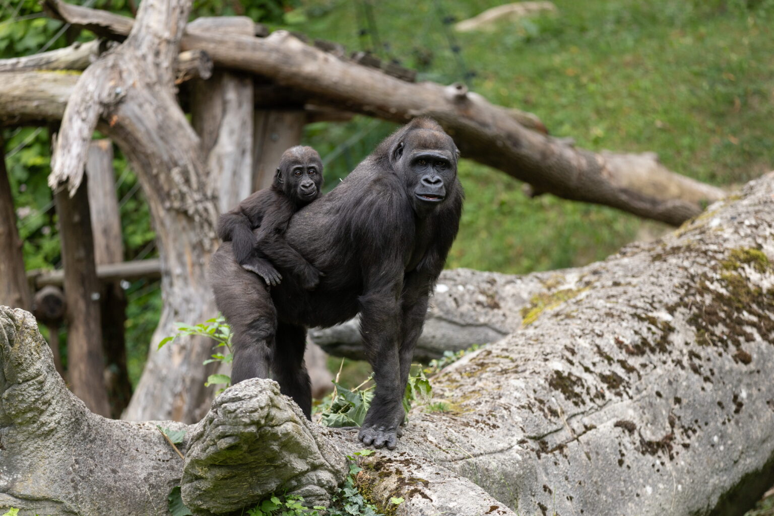 Gorillas, einmal nicht im Nebel (Foto: CALL Magazine/Roland Unger)